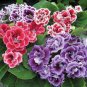 100 Seeds Gloxinia Plant Seeds - Mixed Red White-Purple Red-White Dark-Purple Colors