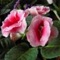 100 Seeds Gloxinia Plants 3 Colors Available