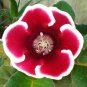 100 Seeds Gloxinia Plants 3 Colors Available
