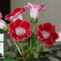 100 Seeds Gloxinia Plants 3 Colors Available