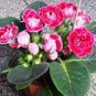 100 Seeds Gloxinia Plants Pink White Flowers with Yellow Centre