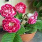 100 Seeds Gloxinia Plants Pink White Flowers with Yellow Centre