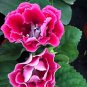 100 Seeds Gloxinia Plants Pink White Flowers with Yellow Centre