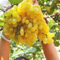 100 Seeds Golden Green Sweet Grape Organic