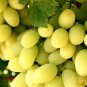 100 Seeds Golden Green Sweet Grape Organic