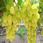 100 Seeds Golden Green Sweet Grape Organic