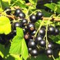 100 Seeds Gooseberry Seeds Physalis Peruviana Fruit Bonsai Cape Gooseberry Lantern