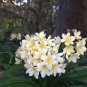 100 Seeds Gorgeous Clivia Flower Kaffir Lily White Flowers with Coffee Thin Edge
