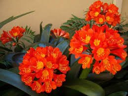 100 Seeds Gorgeous clivia Seeds (Kaffir Lily)