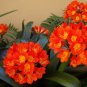 100 Seeds Gorgeous clivia Seeds (Kaffir Lily)