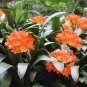 100 Seeds Gorgeous clivia Seeds (Kaffir Lily)