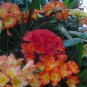 100 Seeds Gorgeous clivia Seeds (Kaffir Lily)
