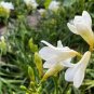 100 Seeds Gorgeous Freesia Seeds Yellowish White Flowers Hardy Plants