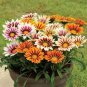 100 Seeds Gorgeous Gazania Rigens