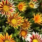 100 Seeds Gorgeous Gazania Rigens