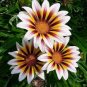 100 Seeds Gorgeous Gazania Rigens Bonsai