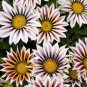 100 Seeds Gorgeous Gazania Rigens Bonsai
