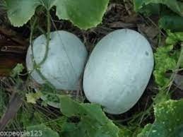 100 Seeds Gourd petha