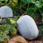 100 Seeds Gourd petha