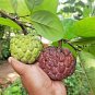 20 Seeds Graviola Annona Muricata Sweetsop Delicious Fruit