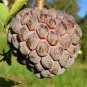 20 Seeds Graviola Annona Muricata Sweetsop Delicious Fruit