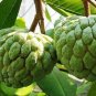 20 Seeds Graviola Annona Muricata Sweetsop Delicious Fruit