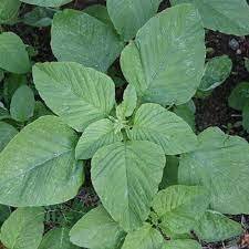 2000 Seeds Green Amaranth Chinese Spinach Green Edible Vegetable