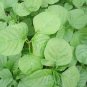 2000 Seeds Green Amaranth Chinese Spinach Green Edible Vegetable
