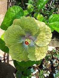 100 Seeds Green Hibiscus