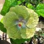 100 Seeds Green Hibiscus