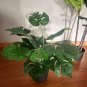 100 Seeds Green Palm Turtle Leaves Monstera