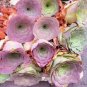 100 Seeds Greenovia The Mountain Rose Red Rose Garden Greenovia Flower Bonsai