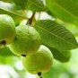 100 Seeds Guava