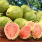 100 Seeds Guava