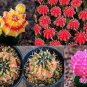 10 Seeds Gymnocalycium Mixed Rare Cactus Succulent Plants