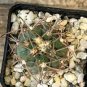 10 Seeds Gymnocalycium spegazzinii ssp.Punillaense Rare Cactus Succulent Plants