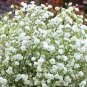 100 Seeds Gypsophila Paniculata Plant