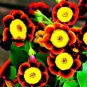 200 Seeds Hanging Petunia Bonsai Flower Blue Morning Glory Bonsai