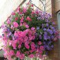 100 Seeds Hanging Petunia Flores Melissa Original Flower plantas Perennial Flowers