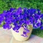 200 Seeds Hanging Petunia Flower Dark Blue Color
