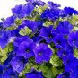 200 Seeds Hanging Petunia Flower Dark Blue Color