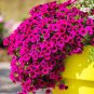 200 Seeds Hanging Petunia Mixed Flores Color Waves Beautiful Flowers