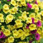 200 Seedsx Hanging Petunia Mixed Flores Color Waves Beautiful Flowers