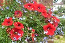 300 Seeds Hanging Petunia Seeds Fire Red Big Flowers