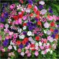 200 Seeds Hanging Petunia Bonsai Flower Blue