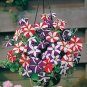 200 Seeds Hanging Petunia Bonsai Flower Blue