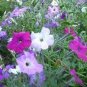 100 Seeds Hanging Petunia Seeds Mixed Coloful Flowers