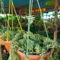 100 Seeds Hanging Sedum