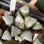 10 Seeds Haworthia
