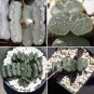 20 Seeds Haworthia bayeri Hybrid Mixed